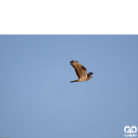 گونه سارگپه جنگلی European Honey Buzzard